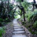 Neuseeland Dschungel