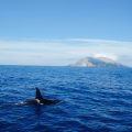 Wale Neuseeland White Island