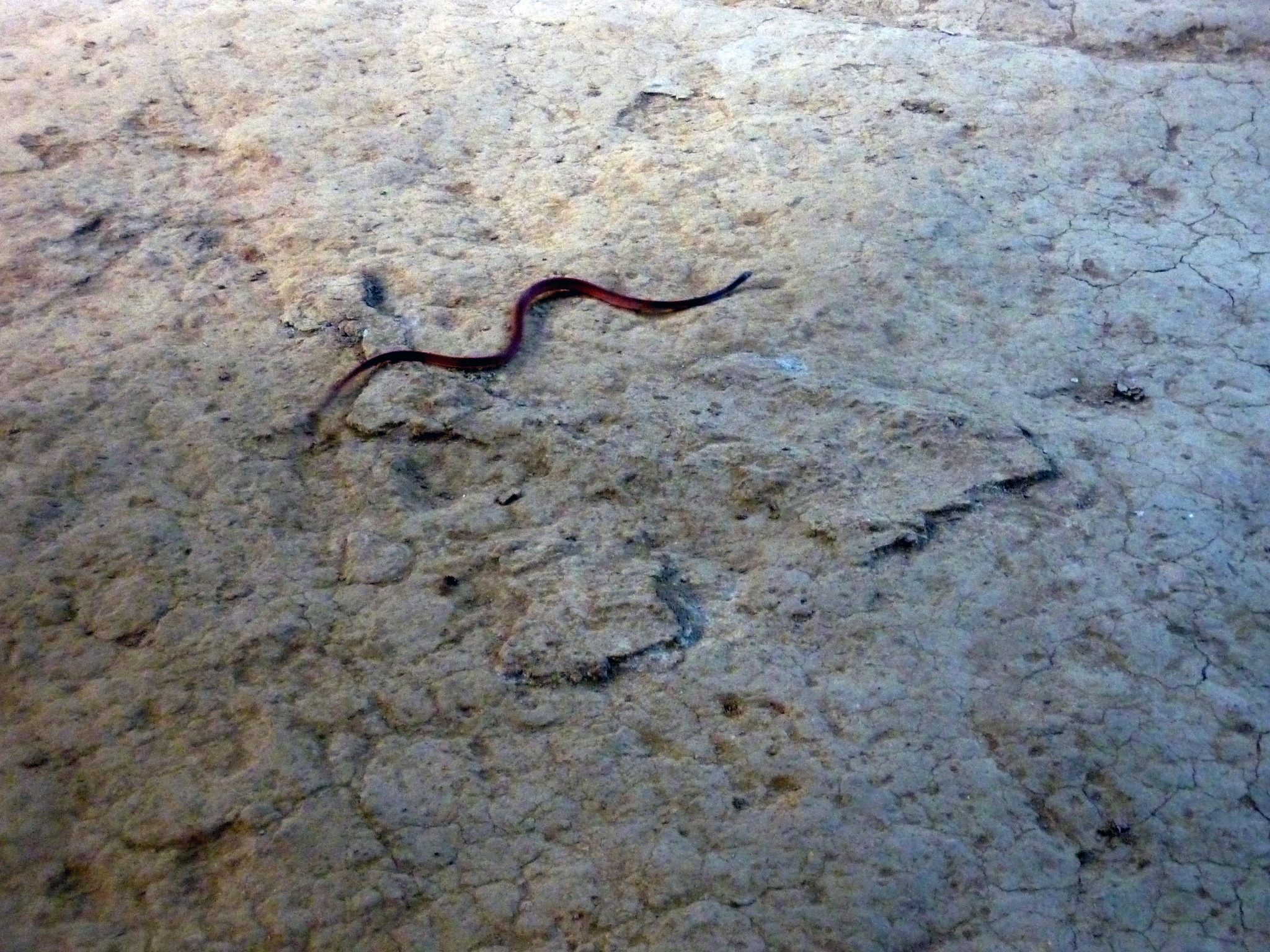 P1060832