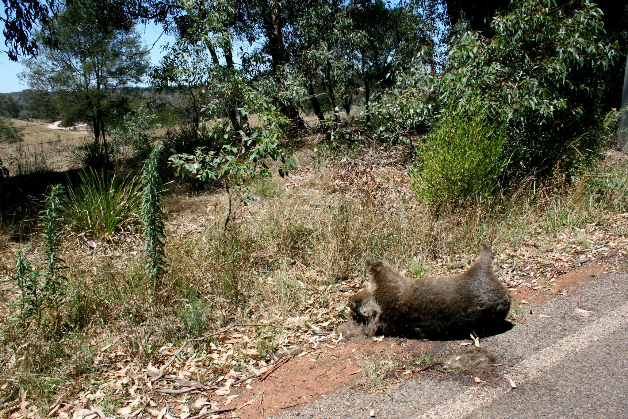 Toter Wombat