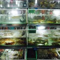 Frischer Fisch Vietnam Phu Quoc