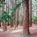 Roter Wald Neuseeland