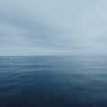 Meeres Stillleben Neuseeland