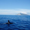 White Island Abenteuer Neuseeland