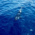 Orca Wale in Neuseeland White Island