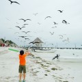 Vögel Holbox