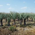 Mexico Kaktus