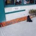 Dog Parking Mexiko City
