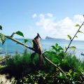 Flora und Fauna Mauritius