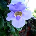 Blumen Mauritius