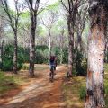 Pinienwald Sardinien