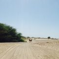 Quad mieten Boa Vista