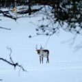 Rentier Finnland freie Natur