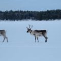 Rentiere See Finnland