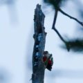 Specht Finnland Winter
