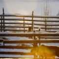 Rentierfarm Finnland