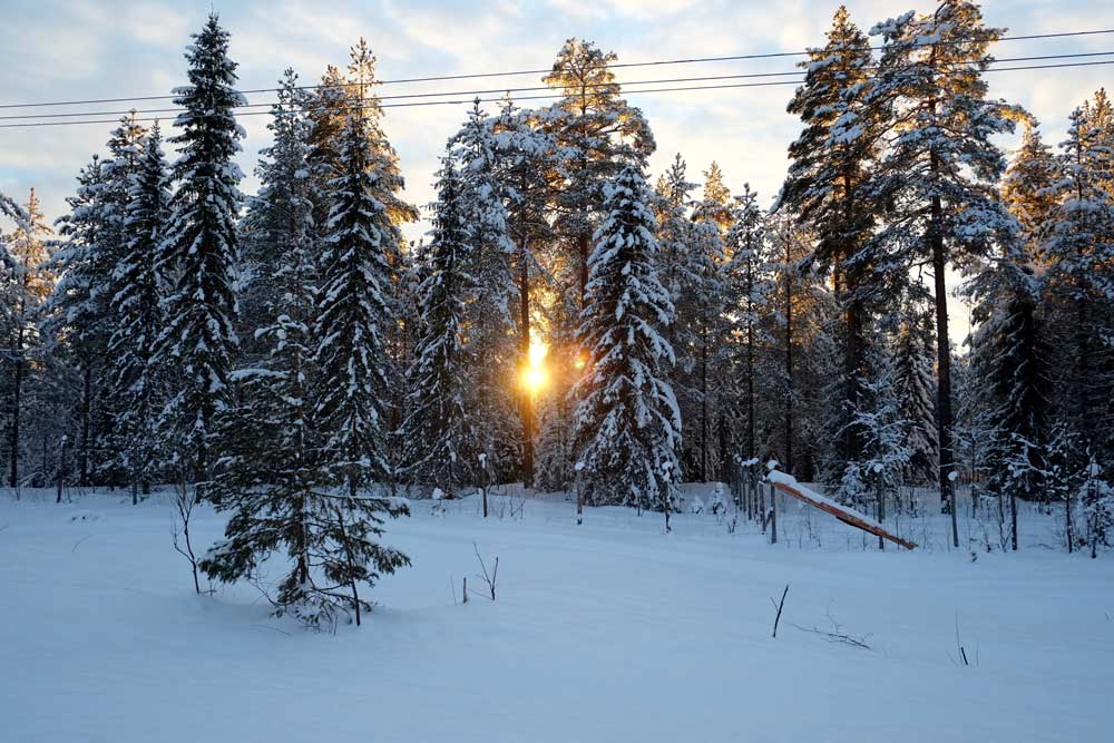 Lappland im Winter Reis
