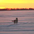 Husky Finnland
