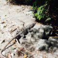 Tiere-Tulum