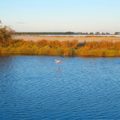 Camargue_Flamingo_Provence