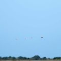 Flamingos_Camargue