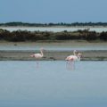 Flamingos_Provence