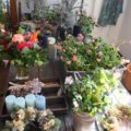 Blumen_Svaneke_Daenemark