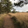 Reiseblog Fischland Deutschland Ostsee