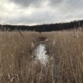 Reiseblog Fischland Deutschland Ostsee