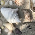 Muscheln Mexiko Strand